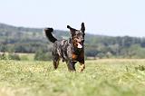 BEAUCERON 441